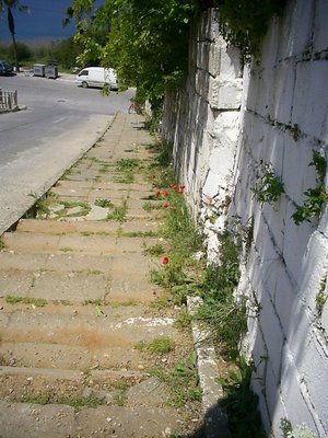 [Photo: poppies by the road]